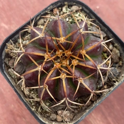 圆盘玉单5仙人球