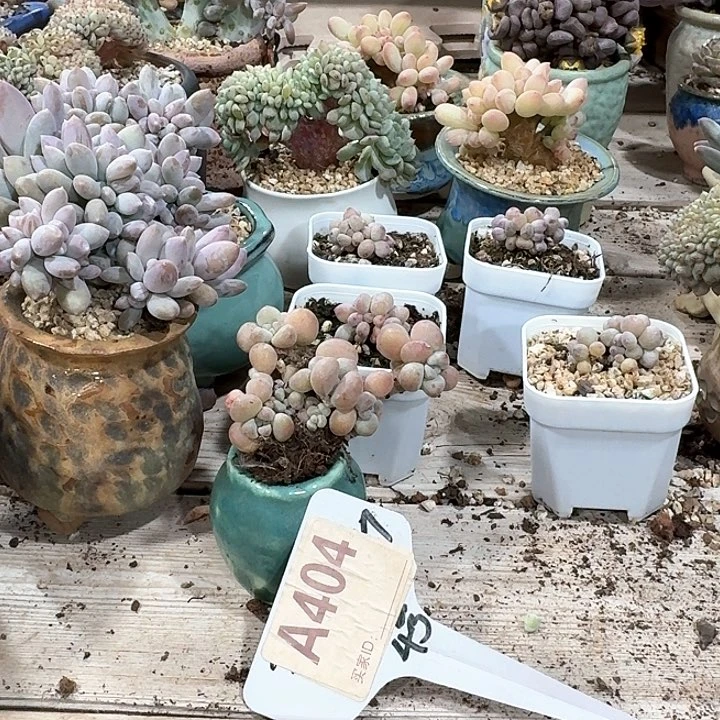 加***糕v b c xu h j h h h 404