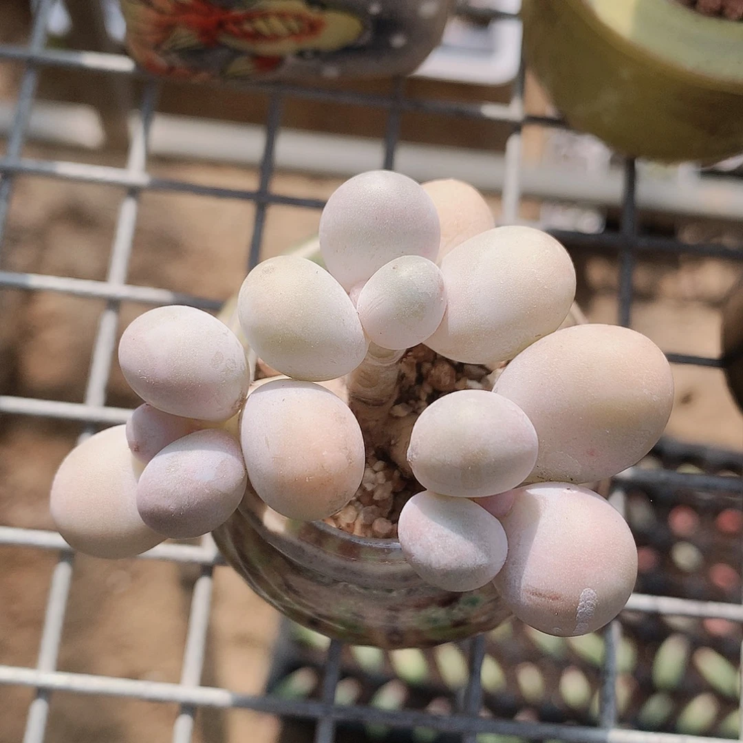 韩版水光针奶一物一拍