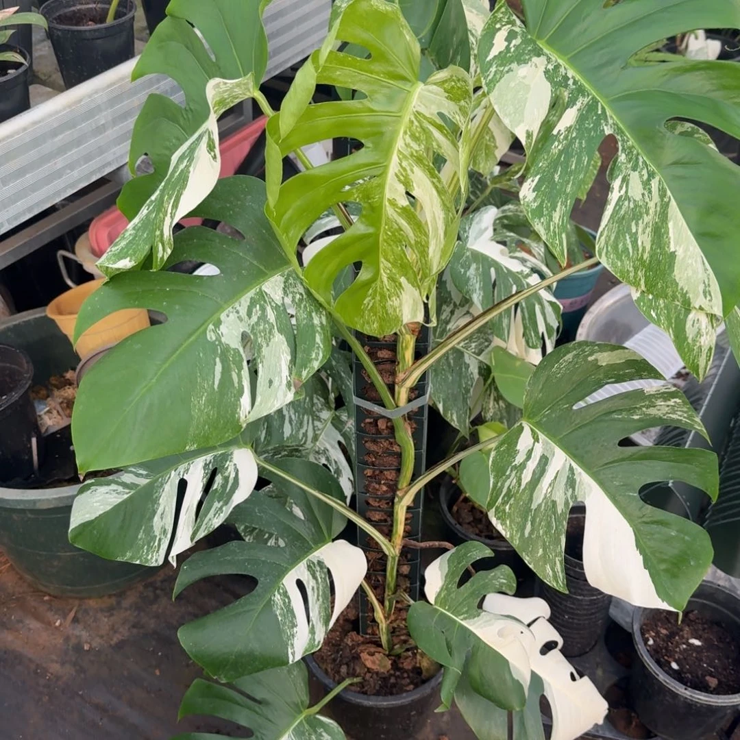 无花朵白锦龟背竹