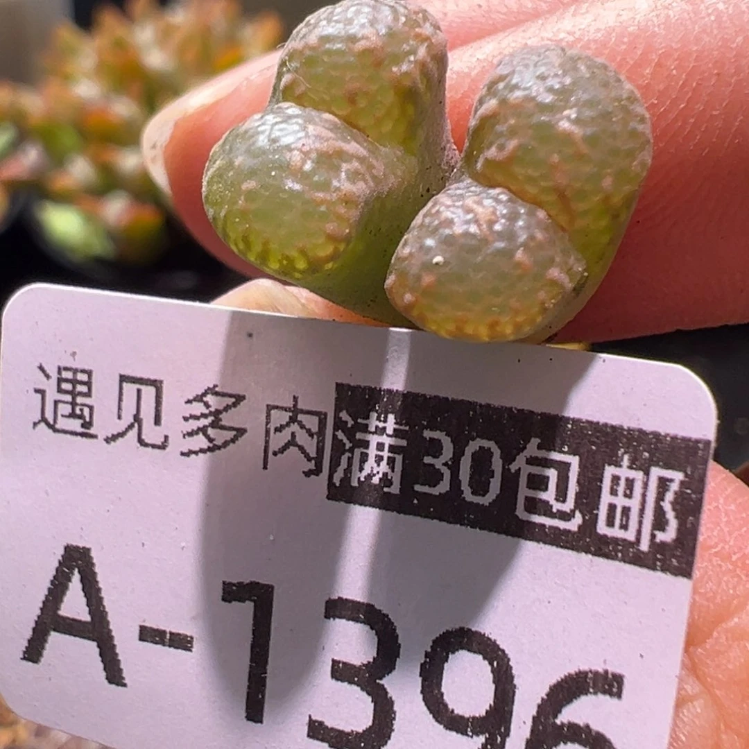 多肉植物11111111111111111