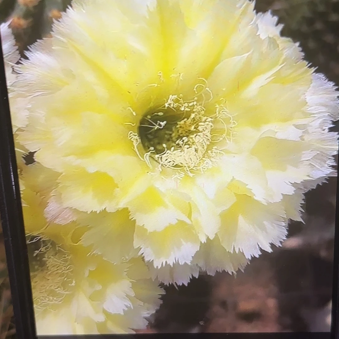 梨花落彩侧牙20包邮仙人球小7