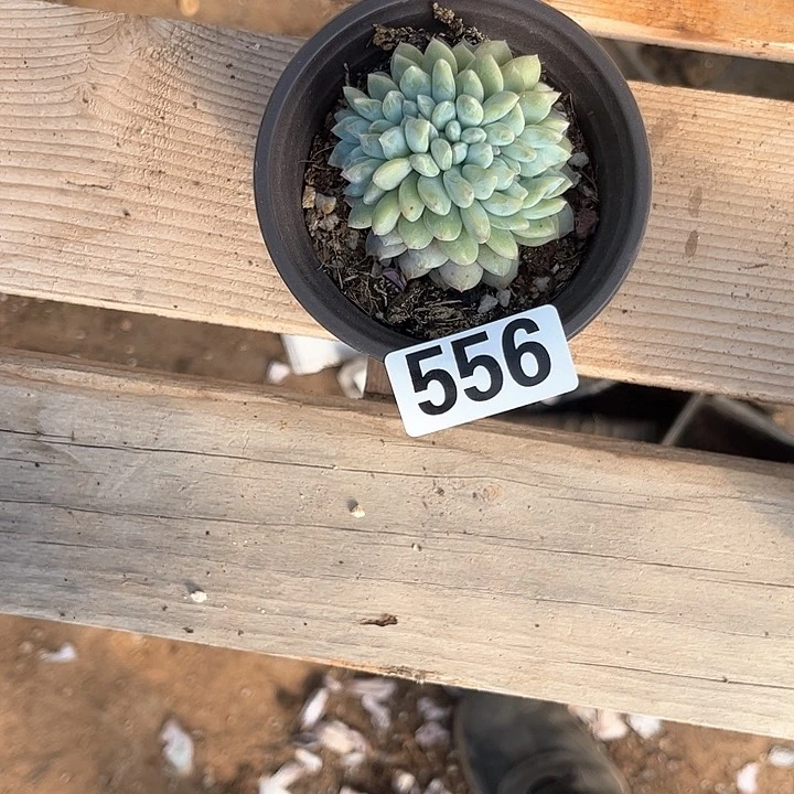 花*。多肉植物一物一拍