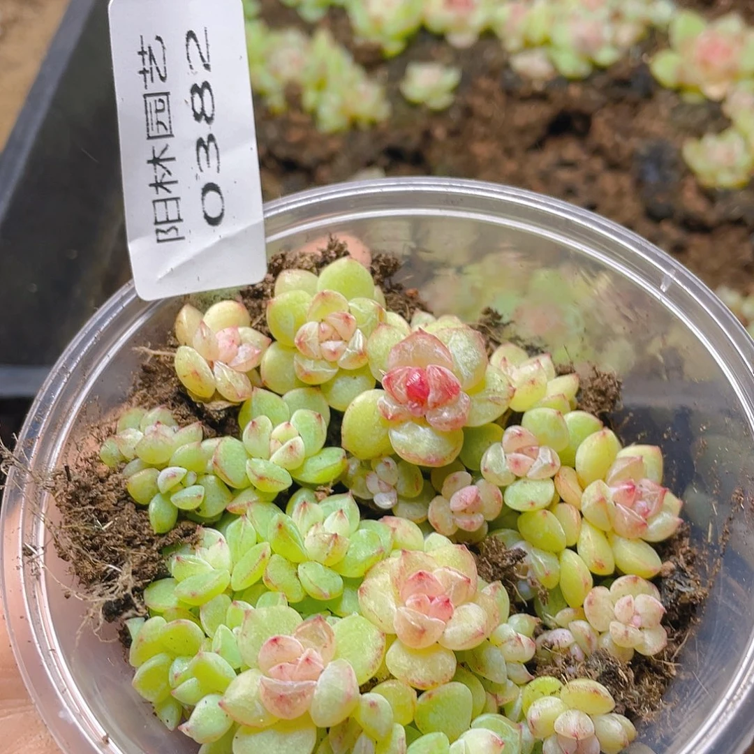 多肉植物多肉植物382