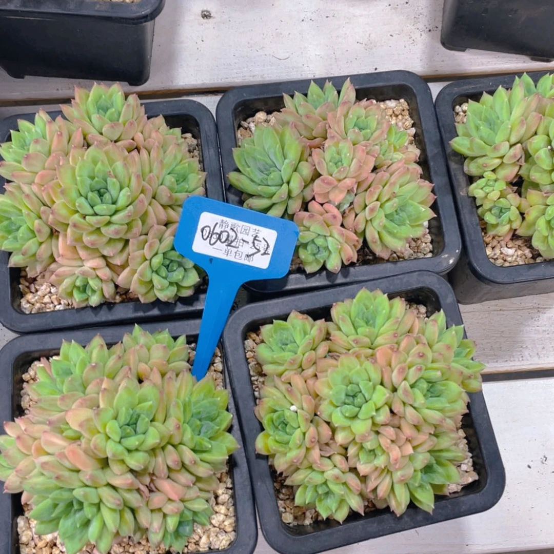 0602-52-彩体幻影美人大群一颗