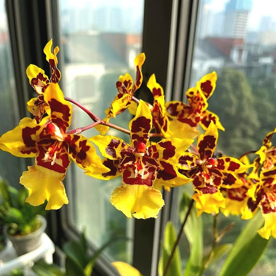 香妃｜文心兰（无花） 颜色金黄咖啡色花卉绿植石斛盆栽