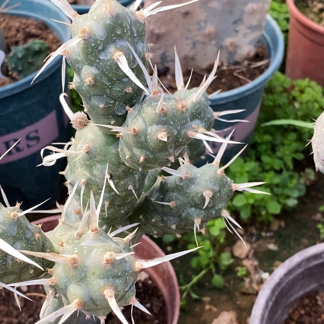武藏野侧芽歪高5公分
