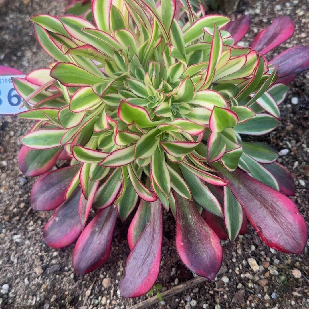 微*136冰淇淋。多肉植物。