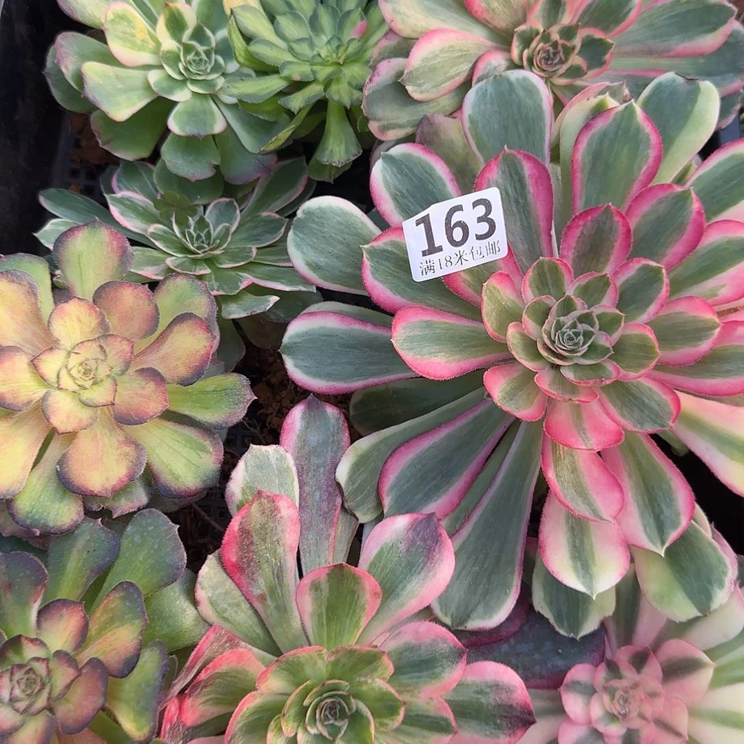 163大单头10个带根