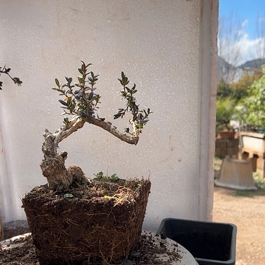 珍珠黄杨盆栽素材