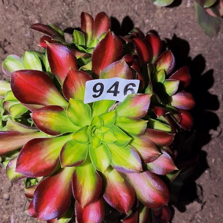 946韶华多肉植物处理不售后