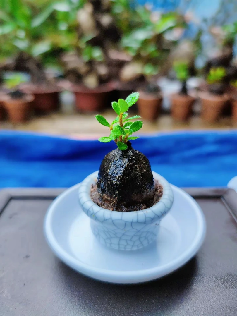 五翅梅新奇绿植盆栽迷你指尖微盆景室外室内耐高温耐旱养殖花期长