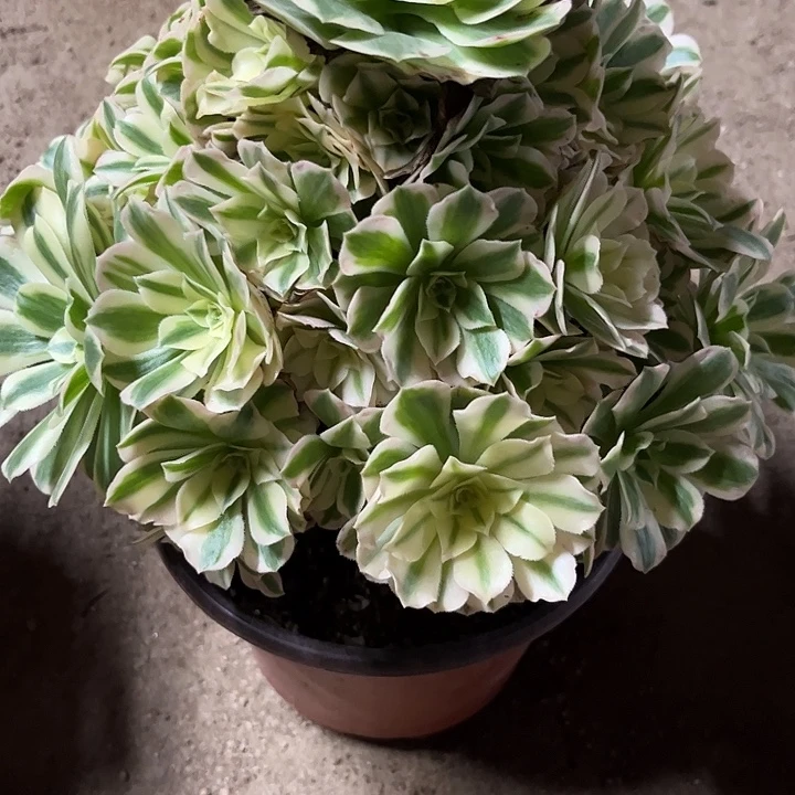 多肉植物迈巴赫锦…………
