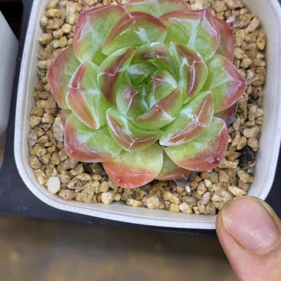 精品多肉一物一拍不包整190