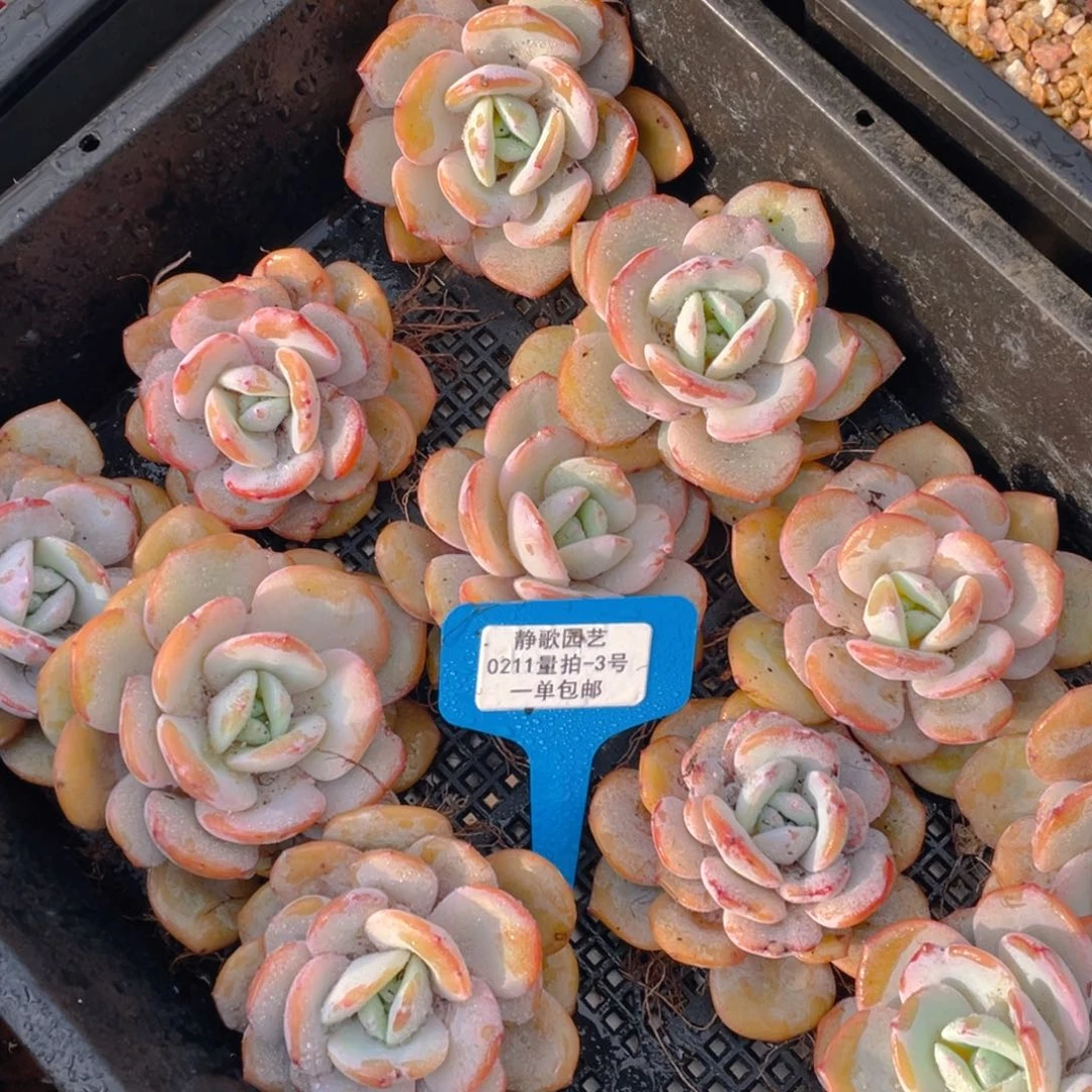 0211-3-韩版奶茶大单头福利一颗