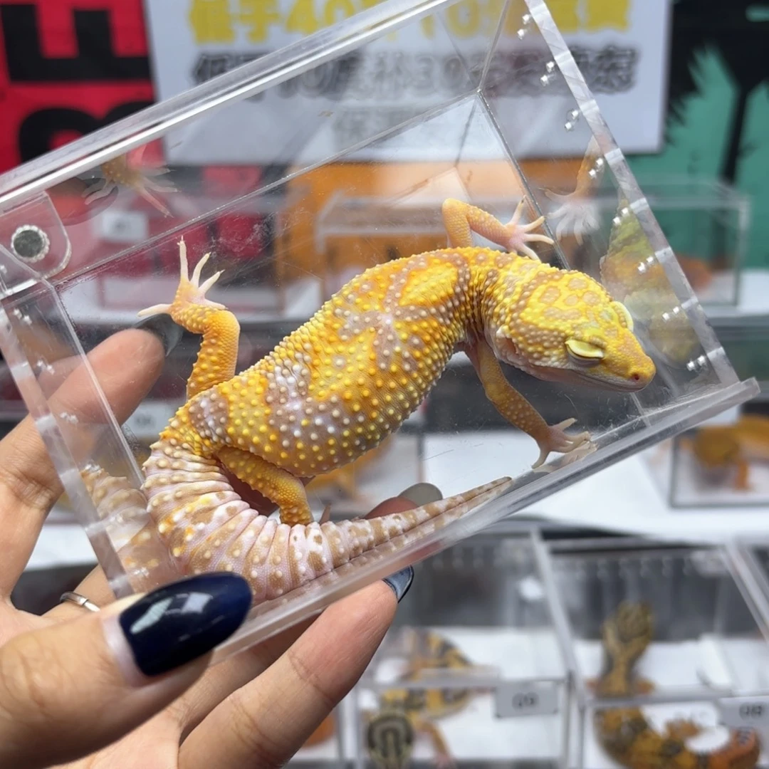 豹纹守宫暴龙蜡笔妹妹