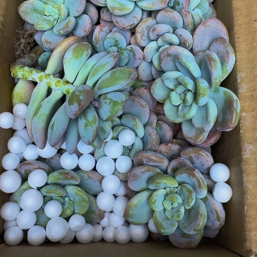 多肉砍头 不包损11.8