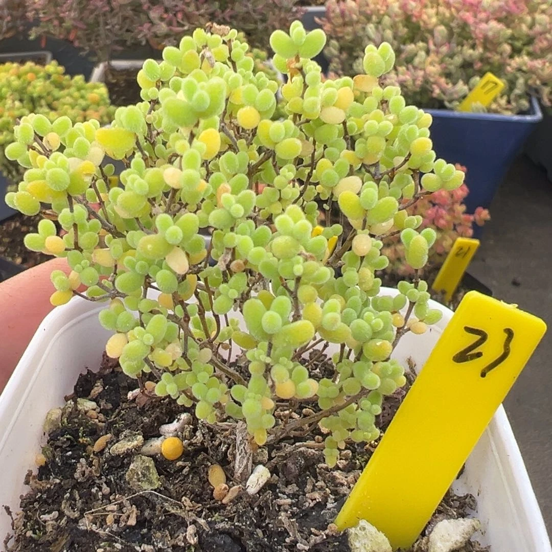 蜜橘糖球23号6.5cm盆
