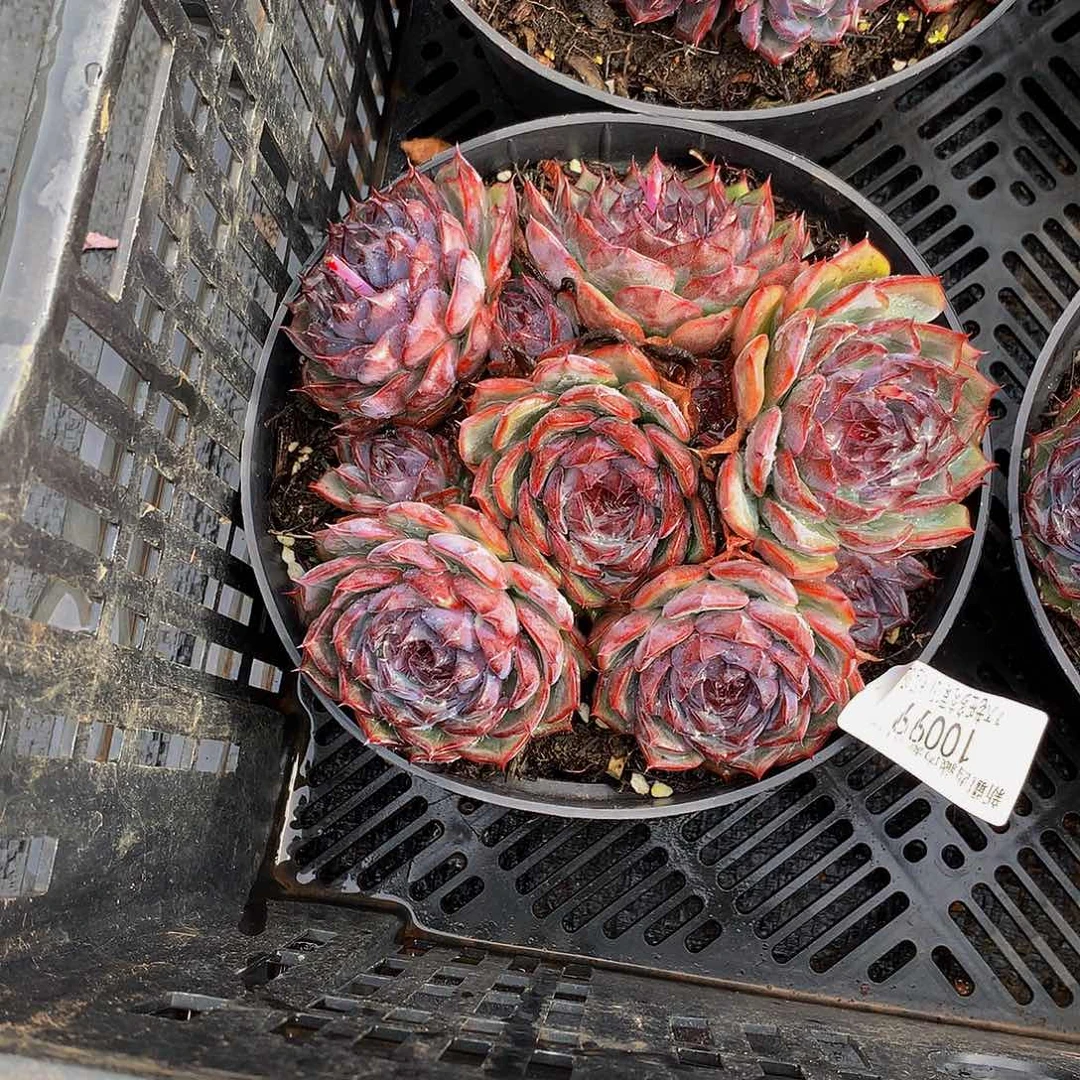 点***宝     蓝色妖姬多肉10099