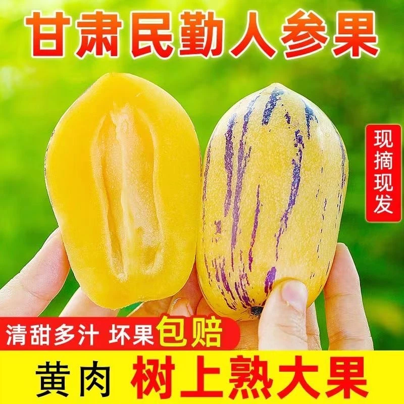 【产地直发】顺丰甘肃民勤沙漠人参果应季黄肉新鲜水果新鲜低糖