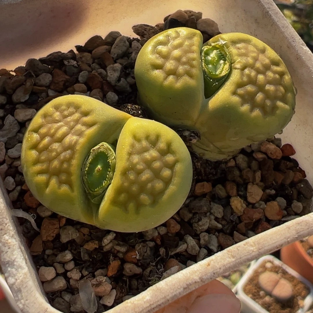 258多肉植物种类多样
