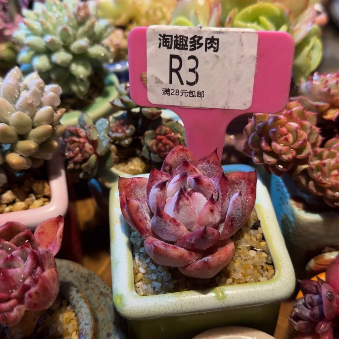 多肉111111111111111