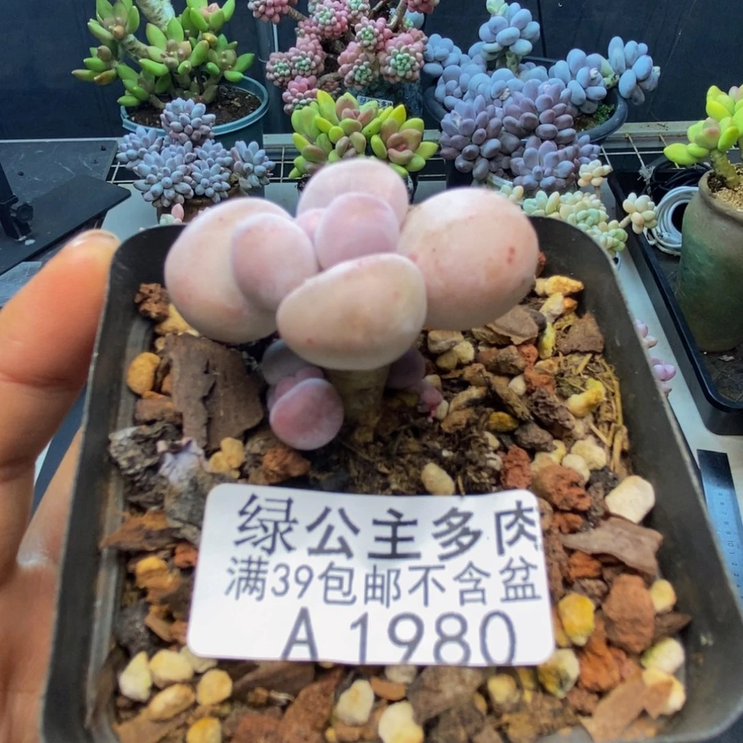 980橙奶多肉肉2c m