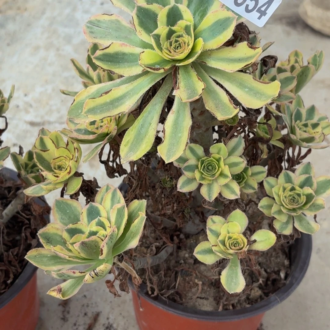 554多肉植物捧花的时候