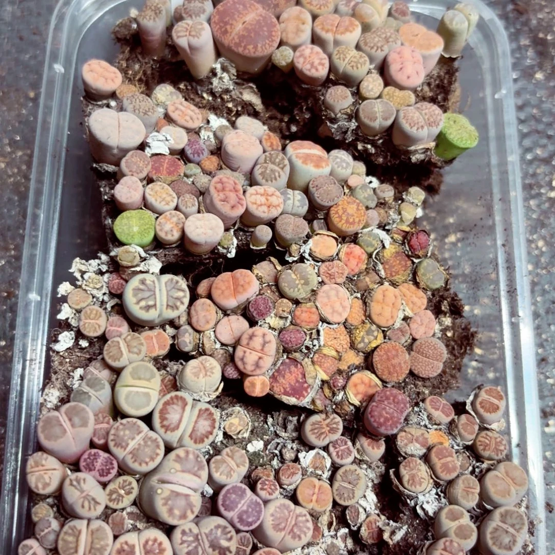 5726—生石花 生石花