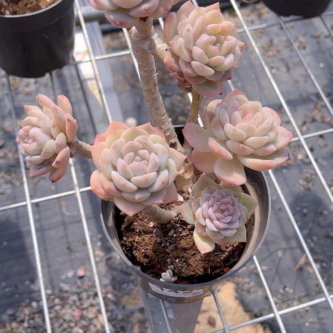 久**儿樱花嫁接7头老桩