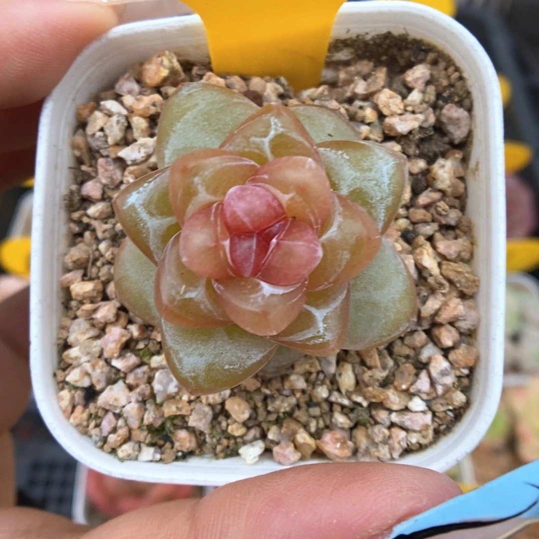 宝石心珍妮5145号
