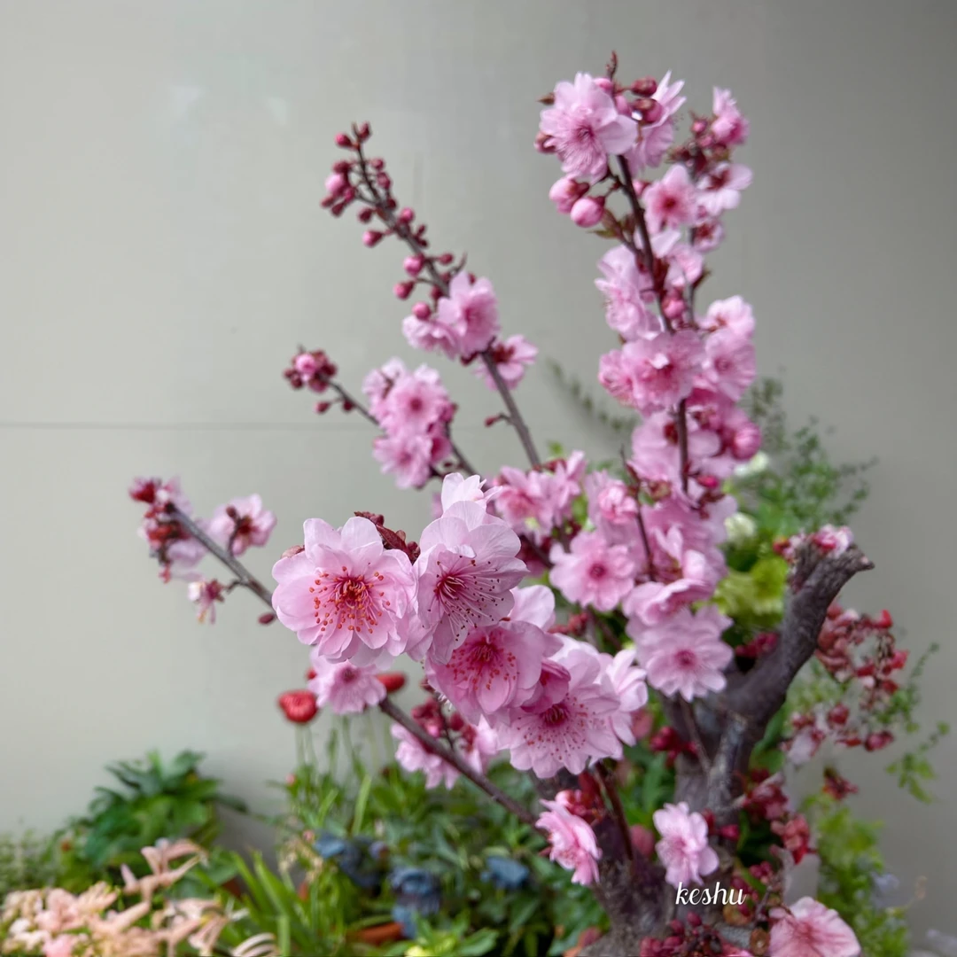 【傲雪寒梅红梅】4-5年乌梅美人梅红千鸟大花丰厚耐寒植物