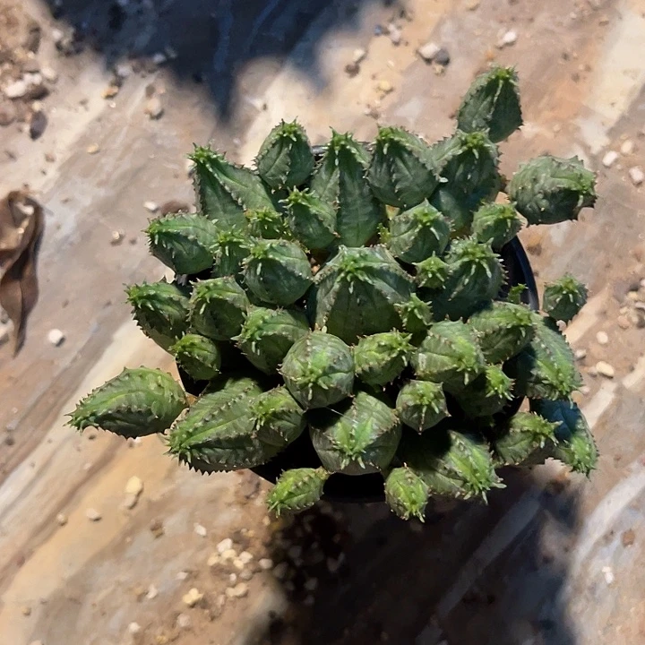无花朵布纹球大群一物一拍