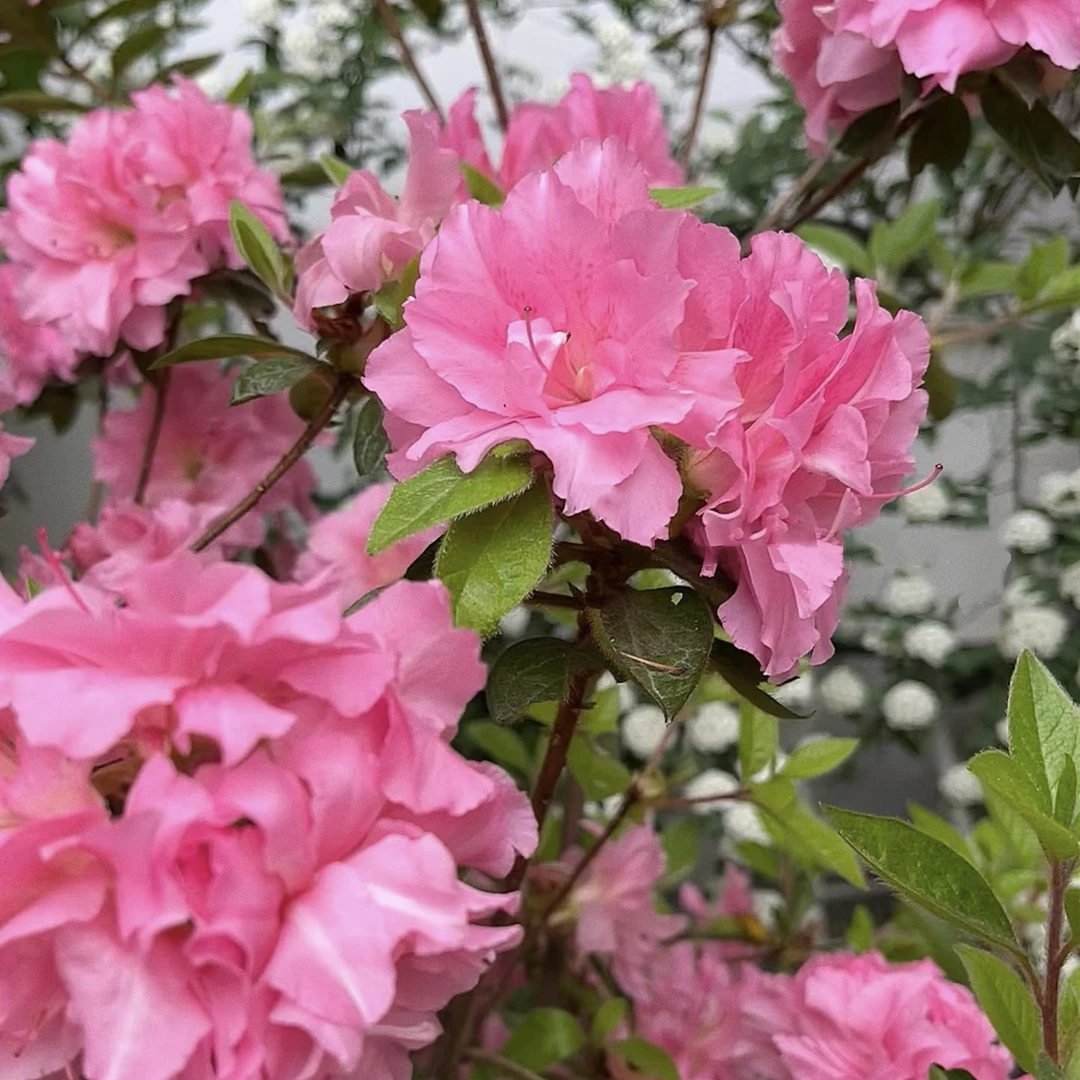 安库杜鹃三季开花花卉绿植好养易活开花机器