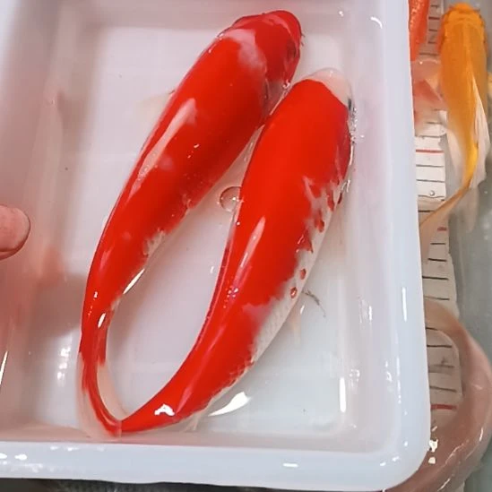 锦鲤包邮开箱包活到家