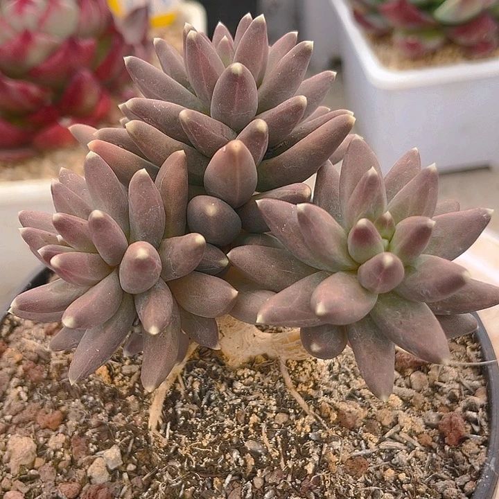 乌拉克拉整装无砍