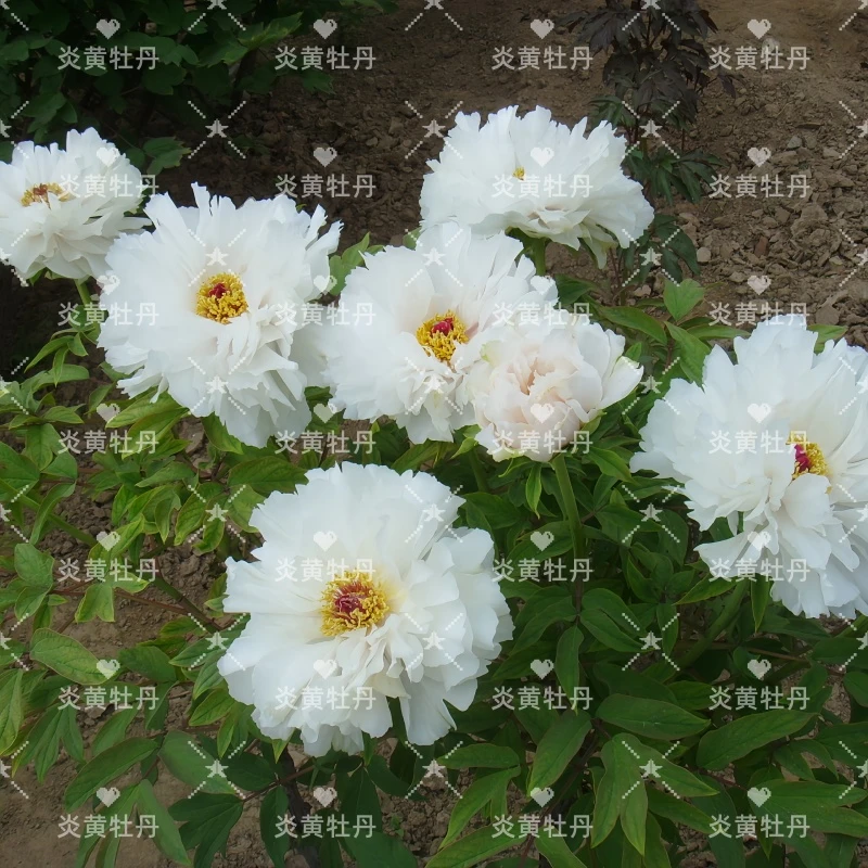 炎黄牡丹 [皱瓣白】 先发肥料 秋季发苗