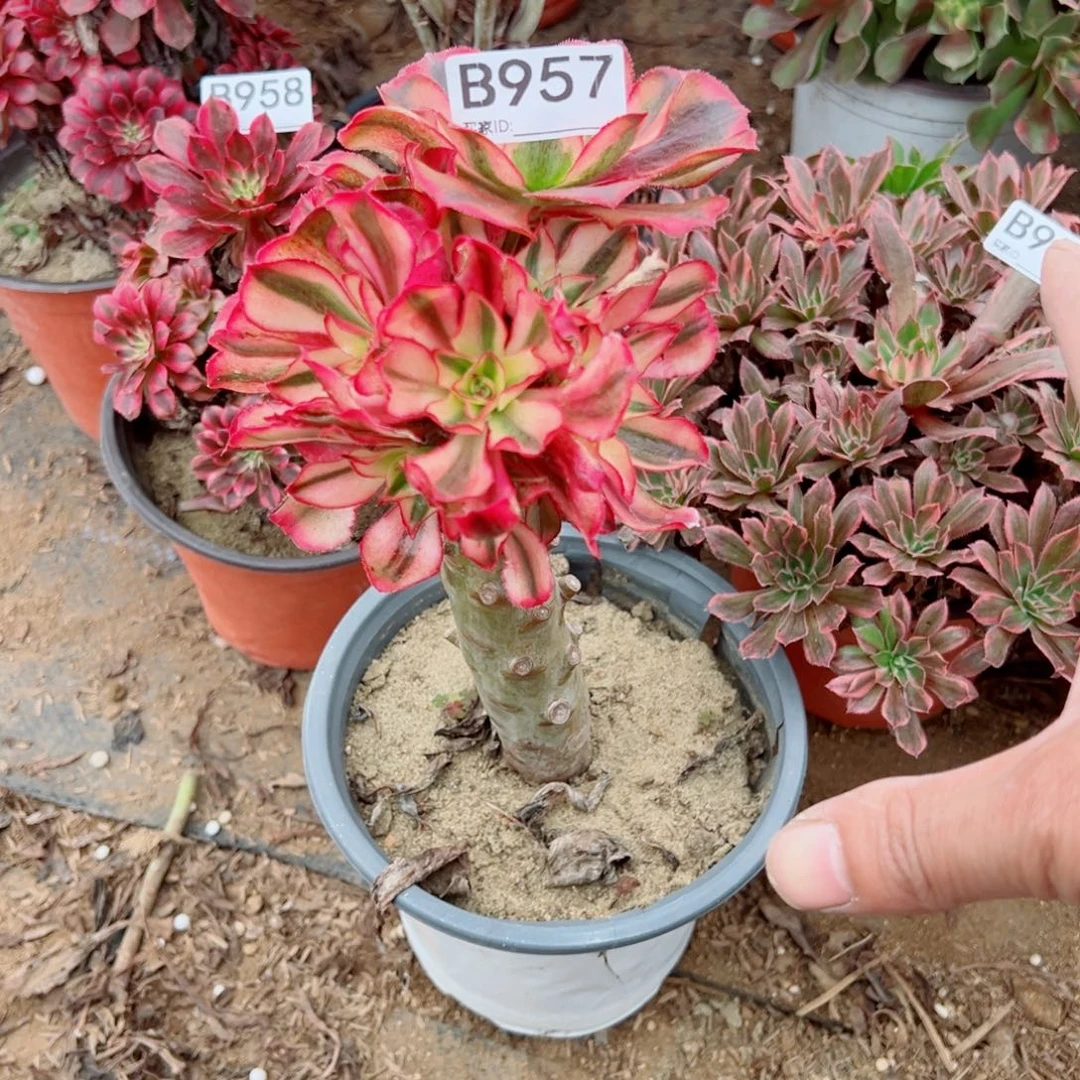 汤***洋957魅影多肉植物法师