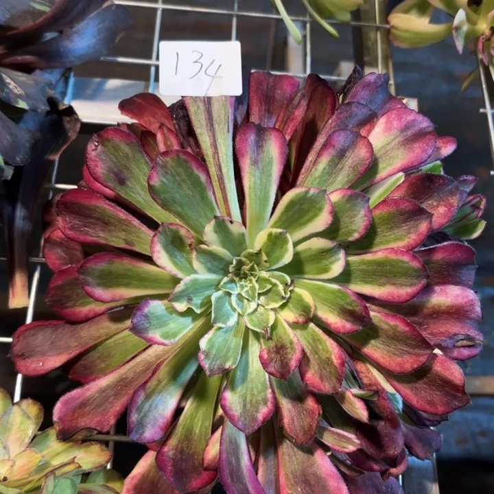 无花朵134特价同花顺无根无售后