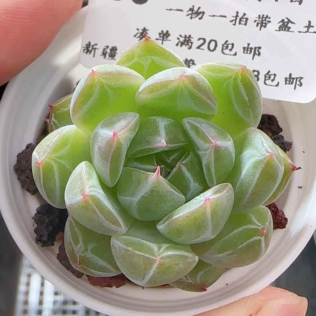 多肉0701-33雪花珍妮