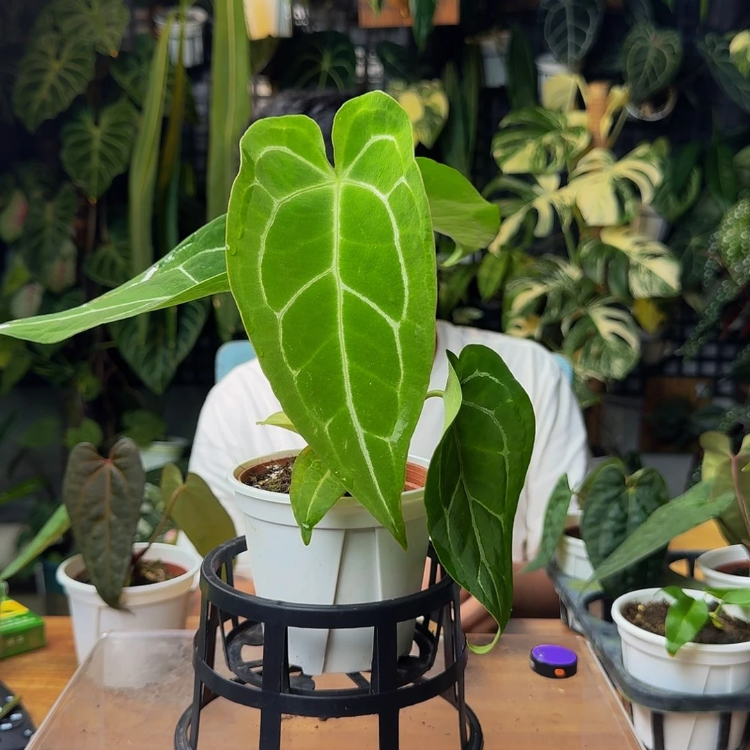 莫***帝无花朵一物一拍y142