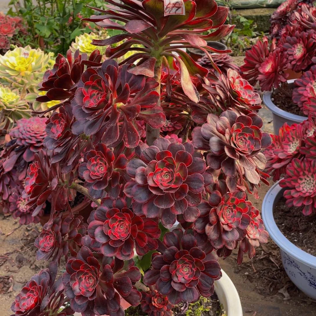 腾**链639丽娜有疤鲜花