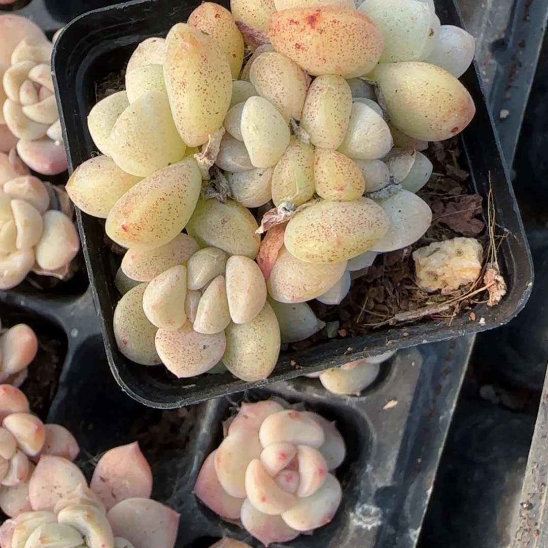 多肉小卡拉米糖心一物一拍