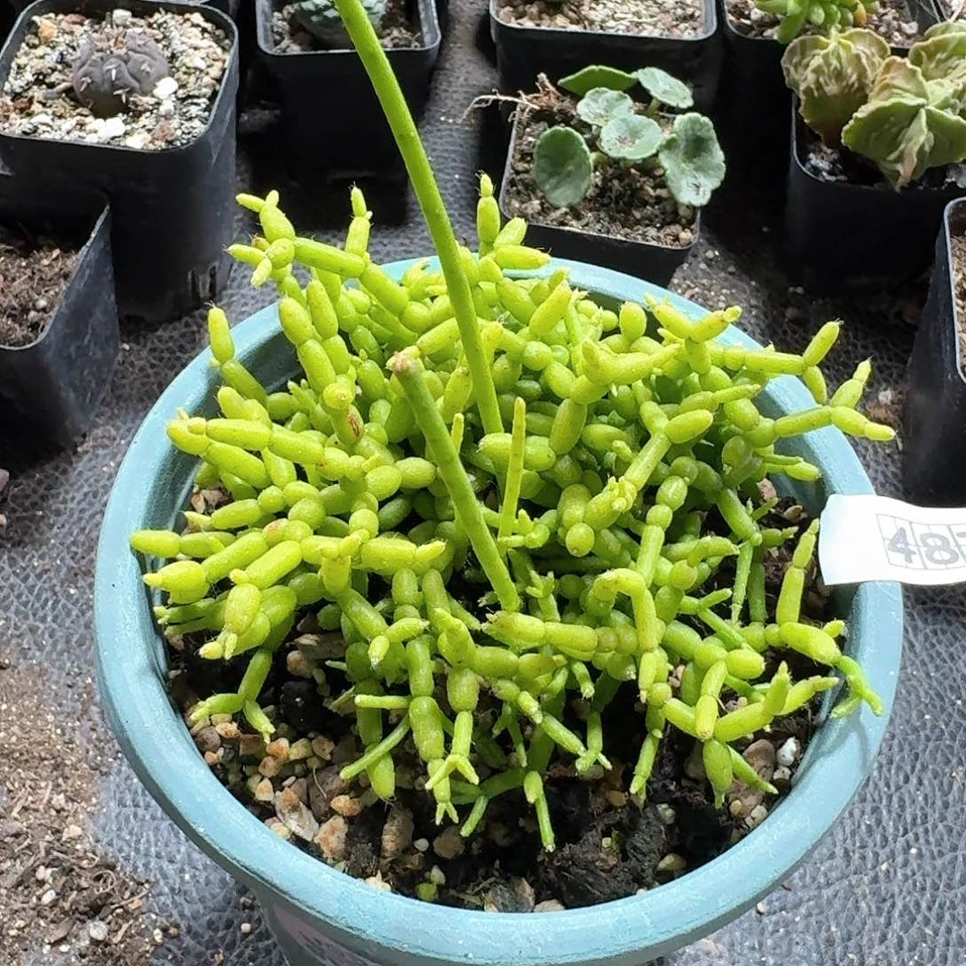 487木偶人带盆发货