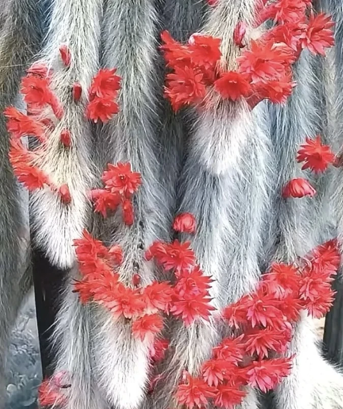 【九尾狐】仙人球盆栽桌摆皮实好养美观办公花卉绿植净化空气吸甲醛