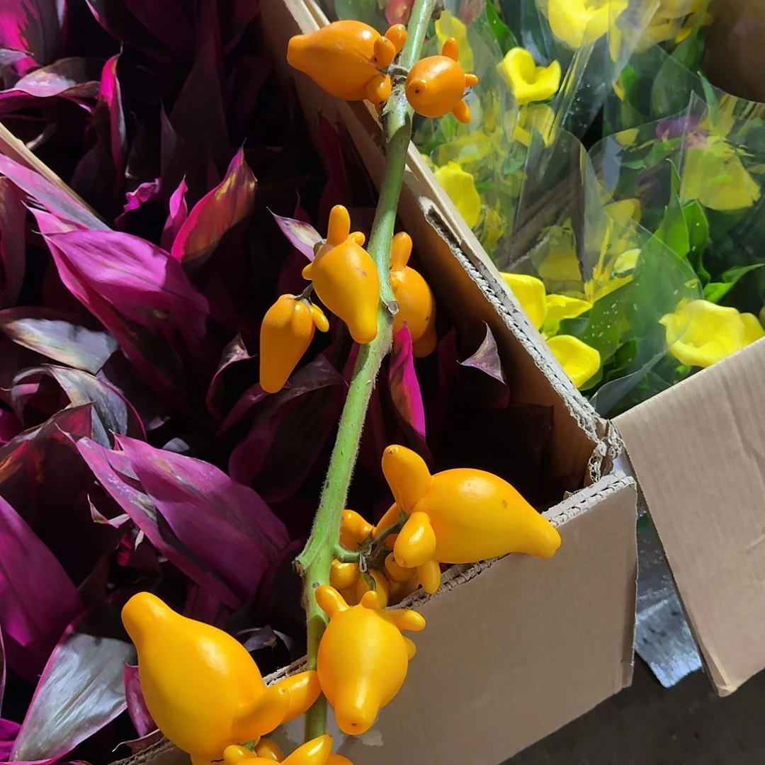 完全开放带果黄金果