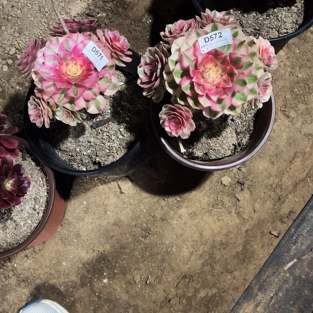 多肉植物571.572倾城