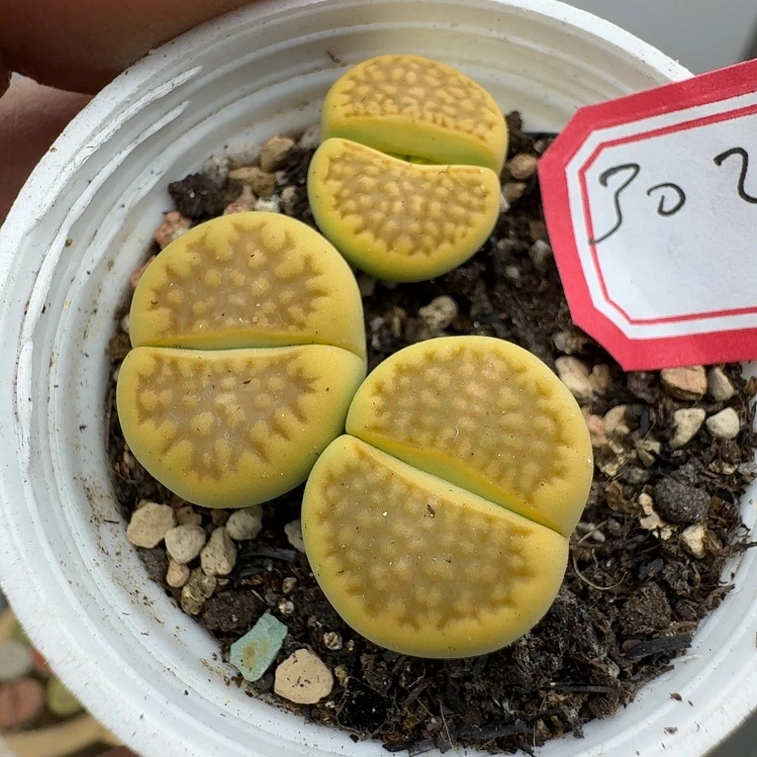 392多肉哈哈哈哈好家伙