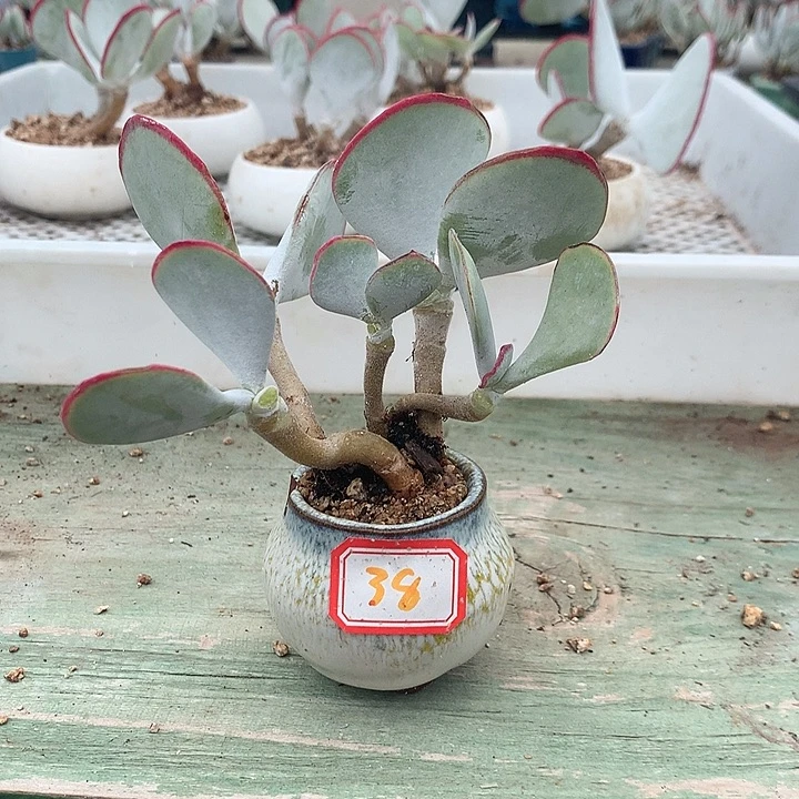 好***啊白眉多肉一物一拍38