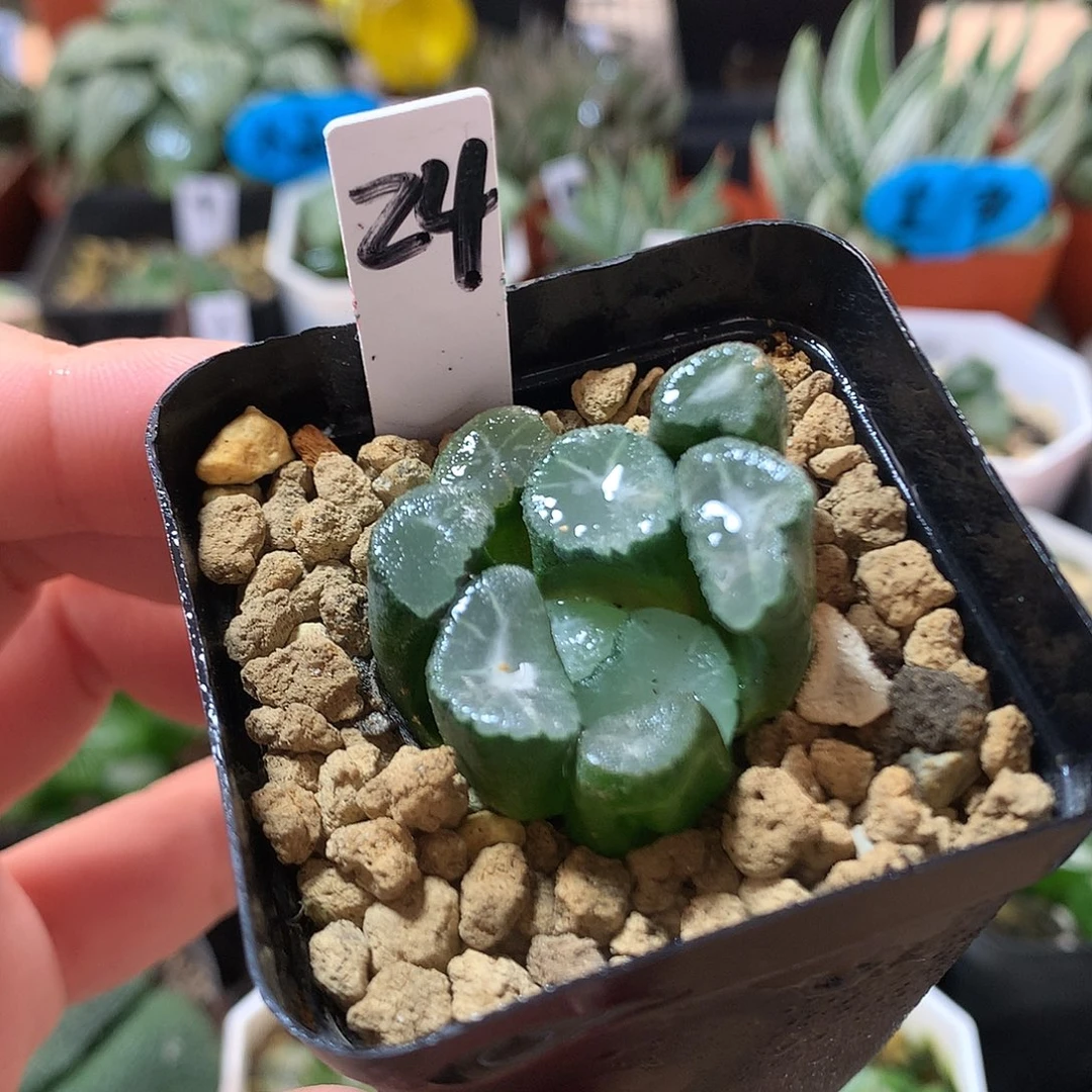 24号MS耀万象带盆土